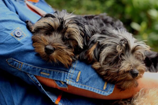 Top 10 Easy Pets to Take Care of for Beginners