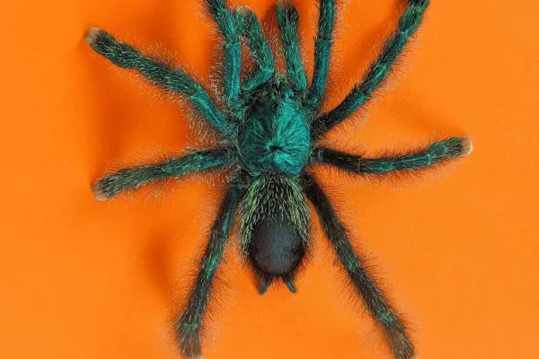 Top 10 Most Poisonous Spiders You Should Avoid
