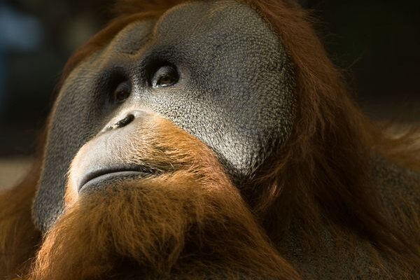 Top 10 Rarest Species on Earth Facing Extinction