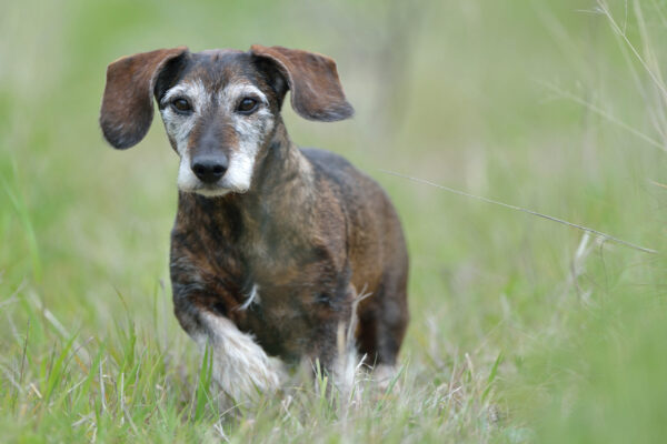 Top 10 Longest Living Dog Breeds