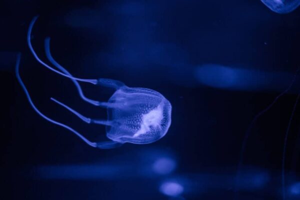Top 10 Deadliest Jellyfish in the World