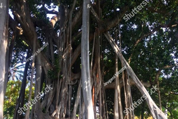 Top 10 Largest Banyan Trees Ever Found