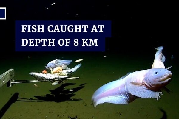 Top 10 Deepest Living Fish Ever Found