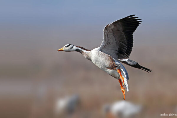 Top 10 Highest Flying Birds in the World