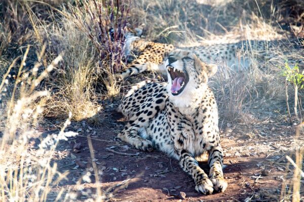 Top 10 Most Endangered Animals in the World