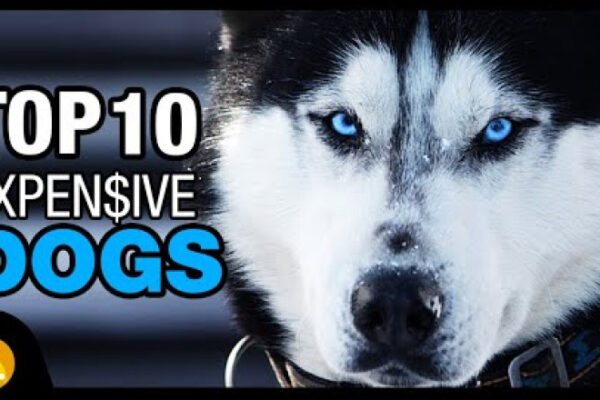 Top 10 Most Expensive Dog Breeds