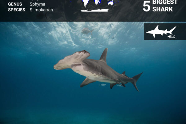 Top 10 Biggest Sharks Ever Discovered