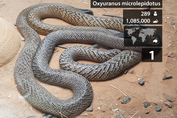 Top 10 Most Venomous Snakes Ever Discovered