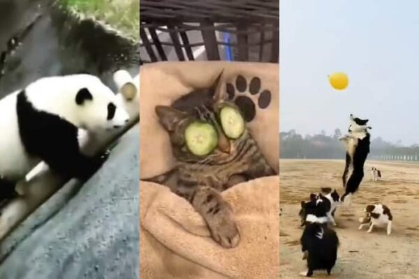 Top 10 Viral Searches Breaking the Internet