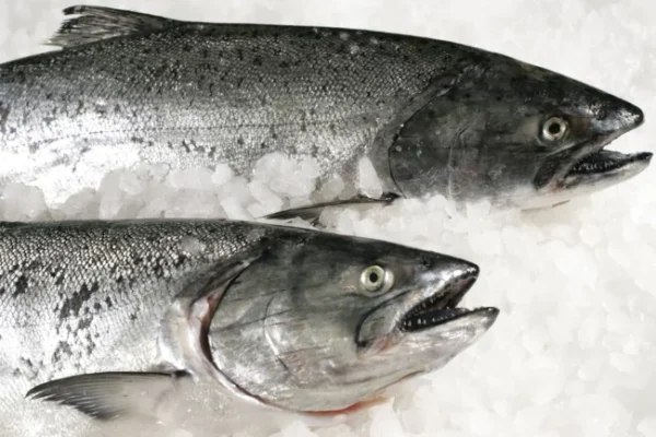 Top 10 Most Expensive Fish You Can Eat