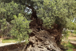 Top 10 Oldest Trees in the World That Still Live