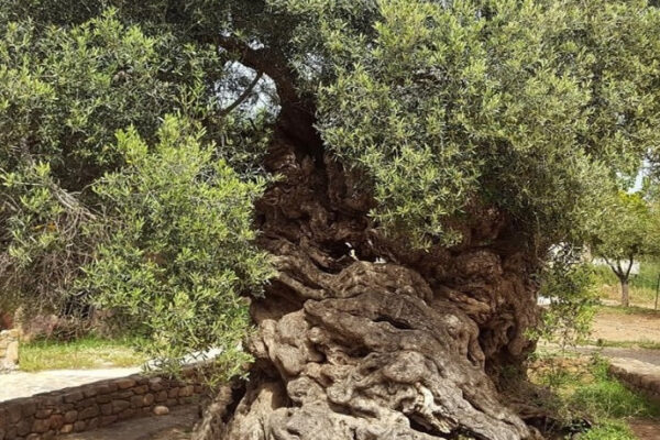 Top 10 Oldest Trees in the World That Still Live