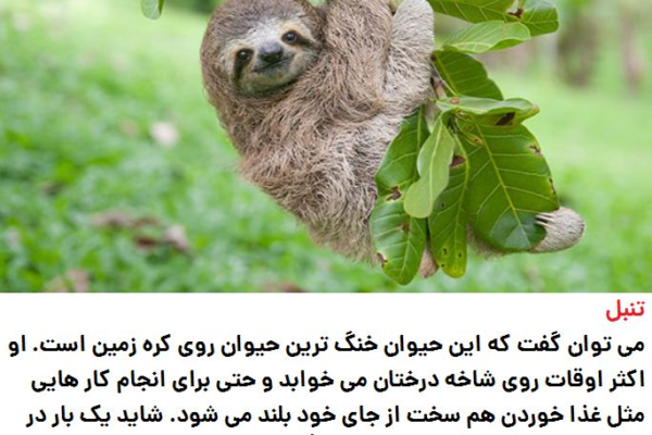 Top 10 Dumbest Animals in the World