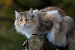 Top 10 Most Expensive Cat Breeds in the World