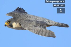 Top 10 Fastest Birds in the World (Unbelievable Speed)