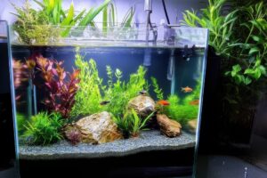 Best 10-Gallon Fish Tank Setup for Beginners