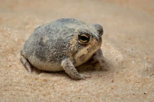 Top 10 Favorite Animals Lists That Went Viral