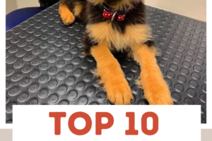 Top 10 Most Intelligent Dog Breeds Ranked