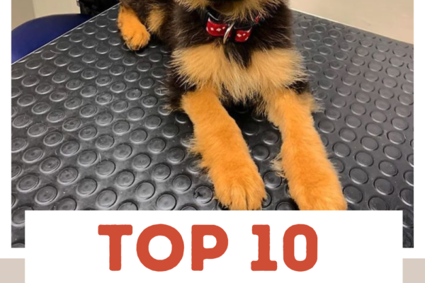 Top 10 Most Intelligent Dog Breeds Ranked