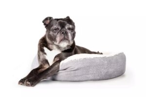 Top 10 Longest Living Dog Breeds (Live Longer!)
