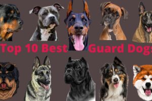 Top 10 Guard Dogs That Protect Like Pros