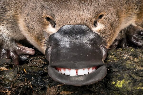 Top 10 Most Dangerous Animals in the World