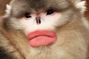 Top 10 Funniest “Top 10 Lists” on the Internet